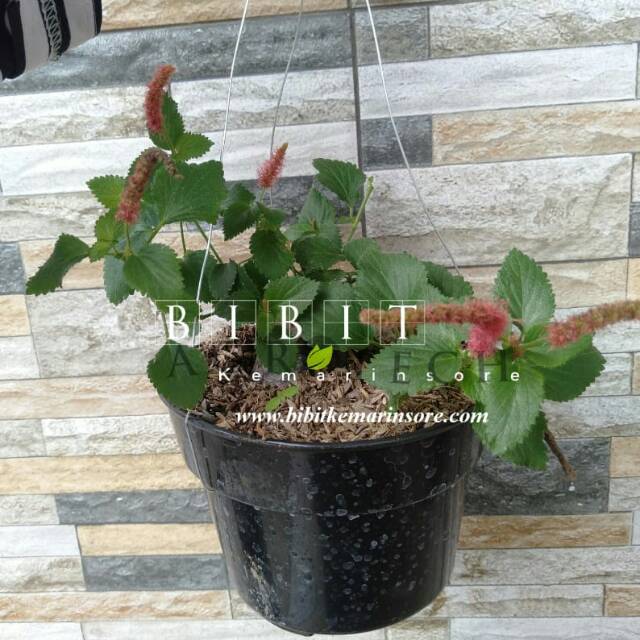 Jual Tanaman Hias Ekor Kucing Rambat | Shopee Indonesia