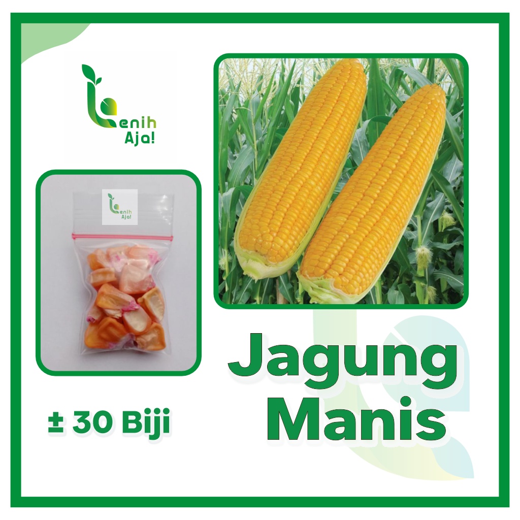 Jual Benih Bibit Biji Super Jagung Manis Super Unggul Baruna Sayuran ...