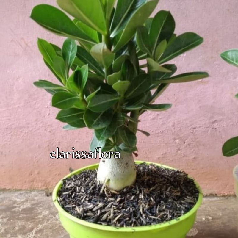 Jual TANAMAN ADENIUM OBESUM BLUE - ADENIUM BUNGA TUMPUK | Shopee Indonesia