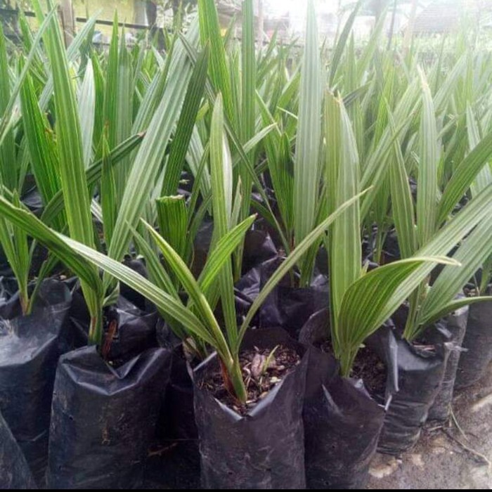 Murah! Bibit Tanaman Kurma Tropis Super Unggul