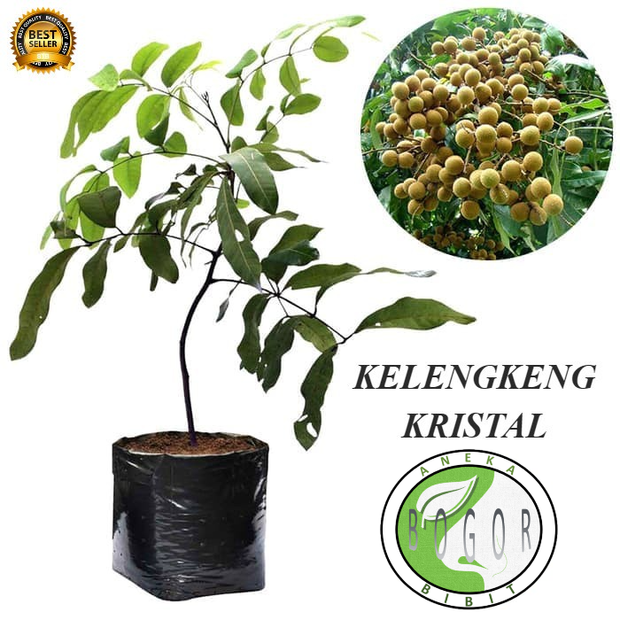 Jual Bibit Pohon Tanaman Buah Kelengkeng Kristal Shopee Indonesia