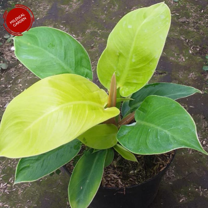 Jual Tanaman Philo Lemon Thea tanaman hias philodendron tanaman indoor ...