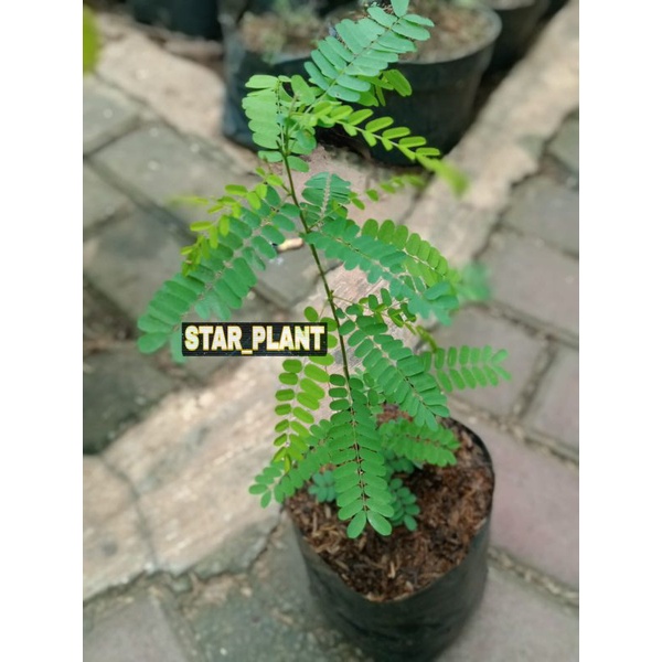 Jual tanaman herbal daun saga rambat | Shopee Indonesia