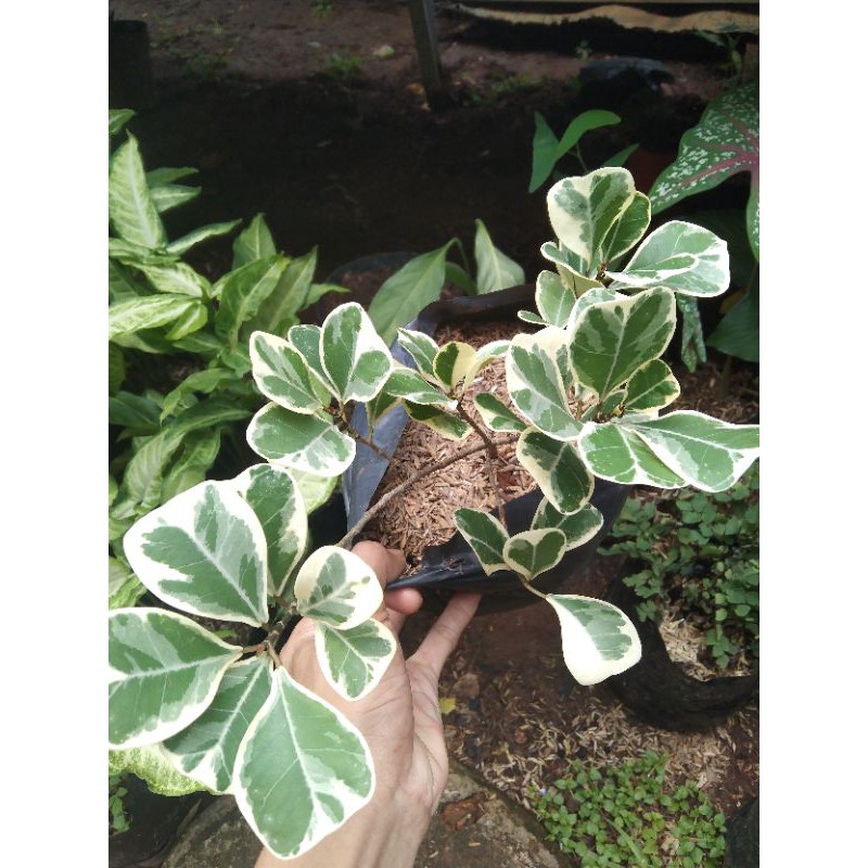 Jual Pohon Beringin Kupu Variegata Tanaman Hias Bringin Kupu