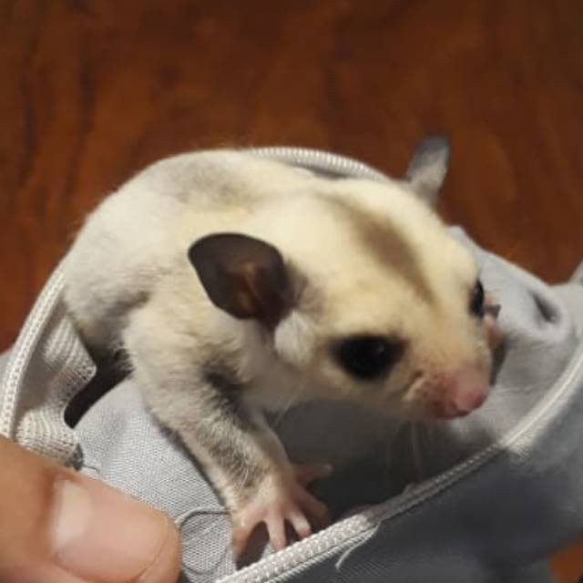 Toko best sale sugar glider