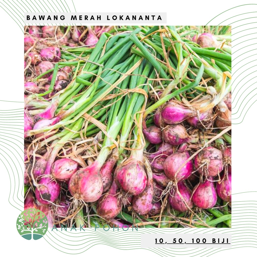 Jual Benih Bibit Biji - Bawang Merah Lokananta Super Seeds - Panen ...