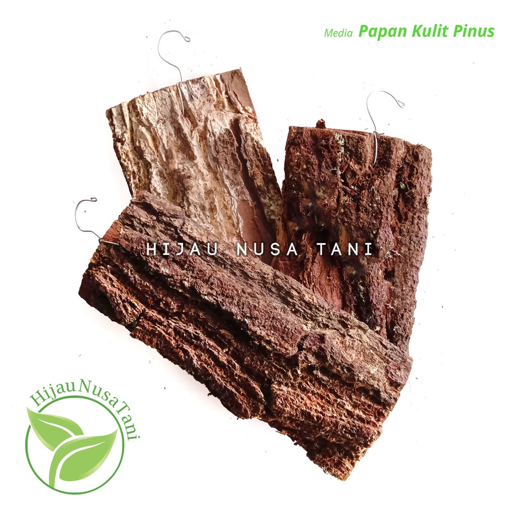 Jual Media Papan Kulit Pinus - media tanam anggrek / tanduk rusa ...