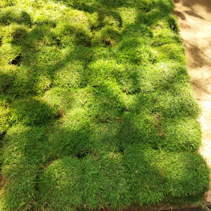 Jual Rumput Jepang Terlengkap & Harga Terbaru Agustus 2026 | Shopee ...