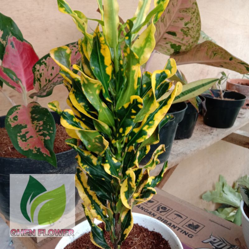 Jual tanaman hias puring teri lokal | Shopee Indonesia