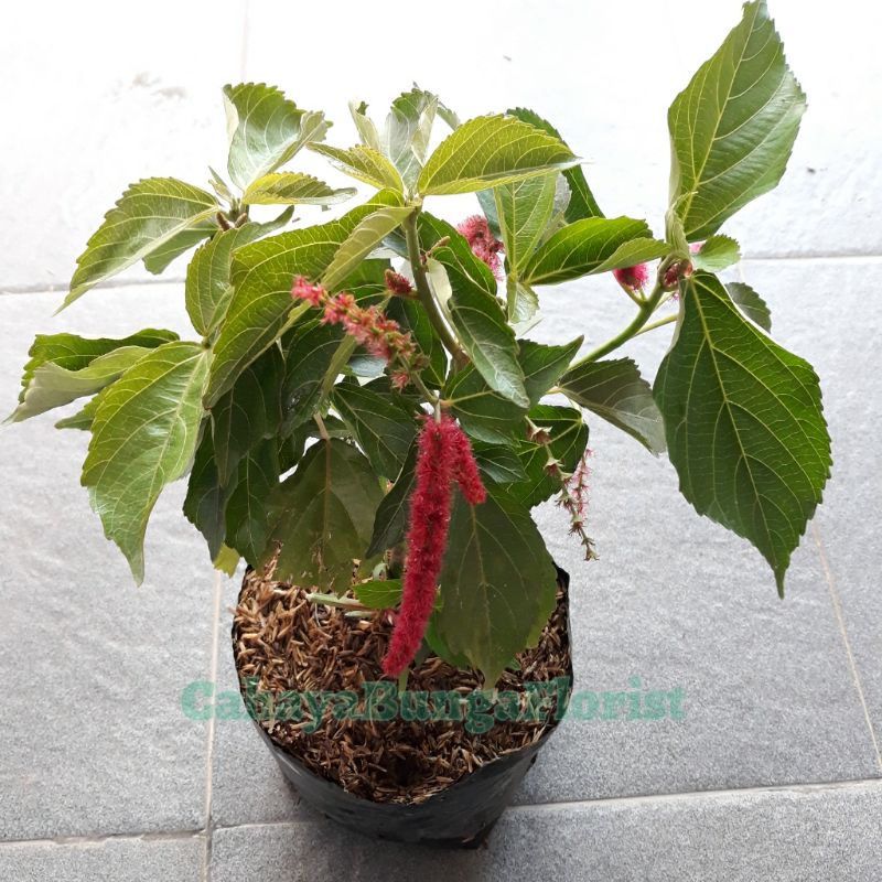 Jual Bunga Ekor Kucing - ( Acalypha Hispida ) | Shopee Indonesia