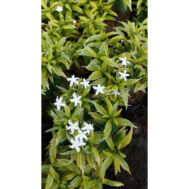 Jual bibit tanaman rombusa mini | Shopee Indonesia