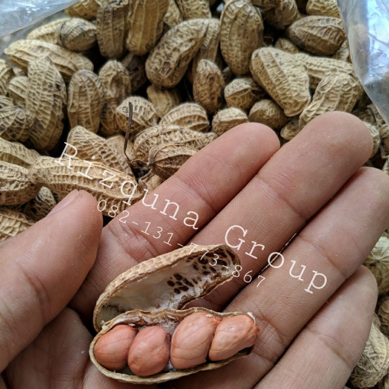 Jual Kacang Kulit Sangrai Super Kemasan 1 Kg Shopee Indonesia