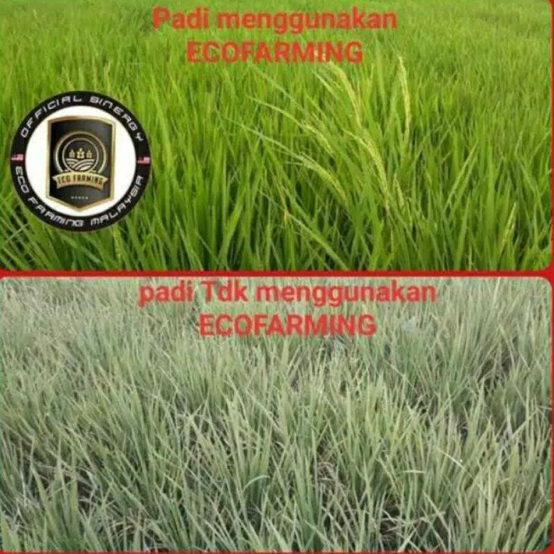 Jual Pupuk Organik Eco Farming Pupuk Hayati /Cara Membuat Tanaman Subur ...