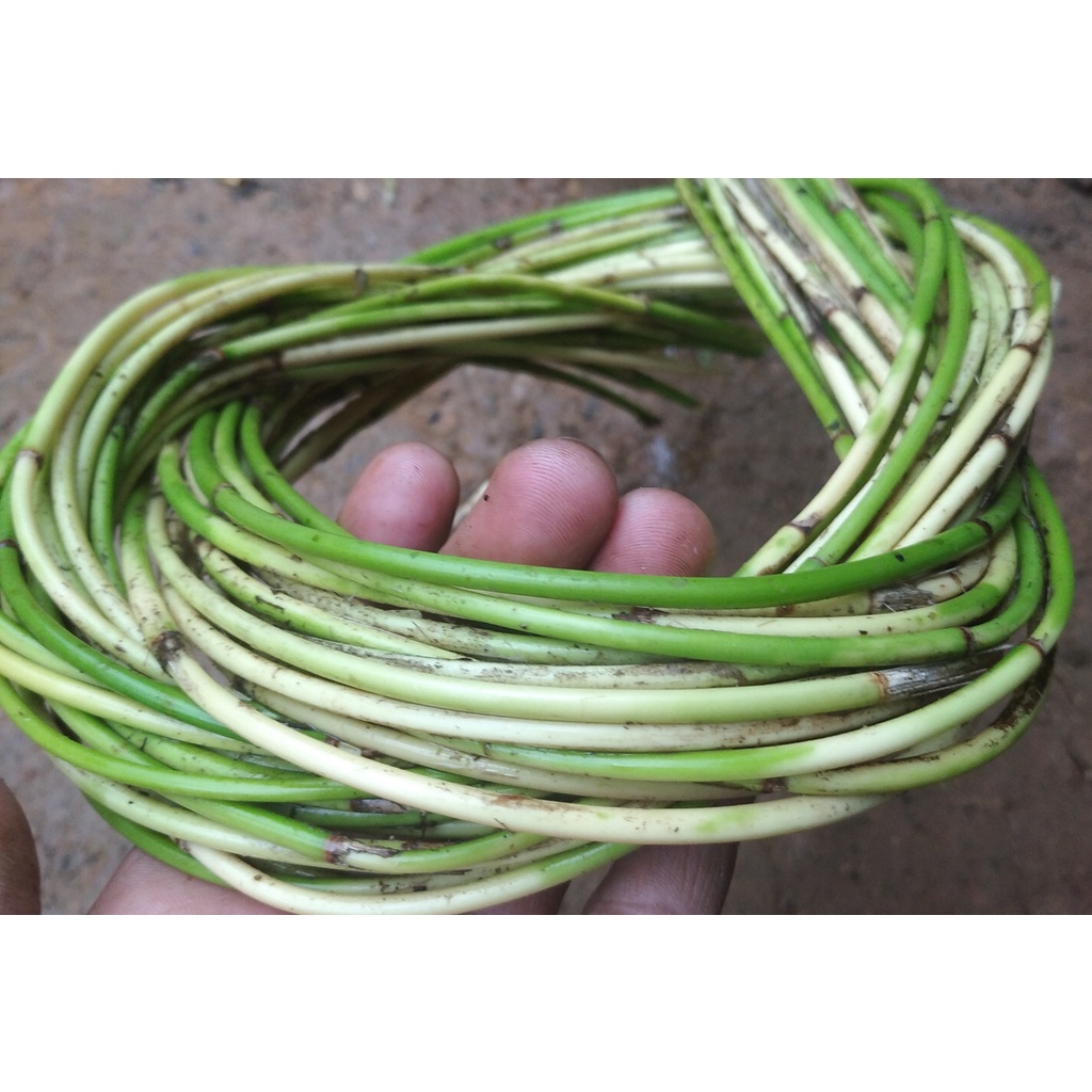 Jual ROTAN MINI/ROTAN CACING / IKAT | Shopee Indonesia