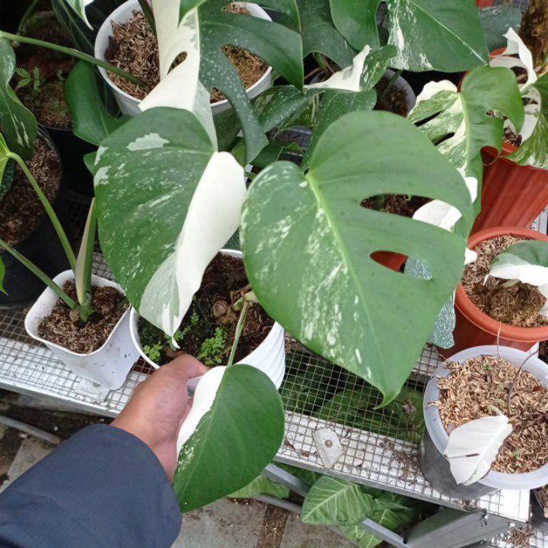 Jual Monstera Variegata Shopee Indonesia