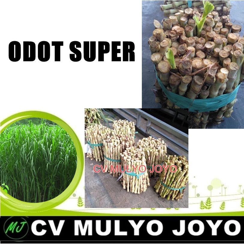 Jual Benih Bibit Odot Super Pakan Ternak 100 Batang Shopee Indonesia