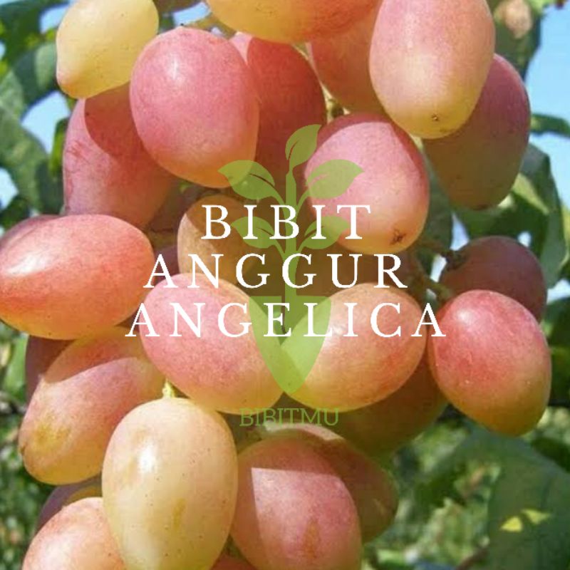 Jual Bibit Tanaman Anggur Angelica Shopee Indonesia