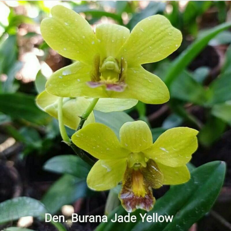 Jual ANGGREK DENDROBIUM BURANA JADE YELLOW | Shopee Indonesia