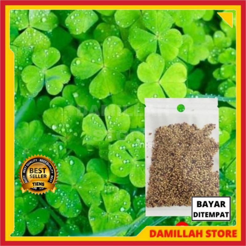 Jual Bibit Rumput Asli Hiasan Akuarium Dekorasi Aquascape Damillah ...