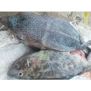 Jual Ikan Kudu Kudu Segar // Ikan Kudu Kudu 1Kg | Shopee Indonesia