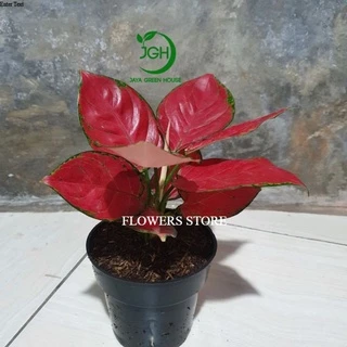 Jual aglonema cinta Harga Terbaik & Termurah April 2025 Jual aglonema cinta Harga Terbaik & Termurah April 2025