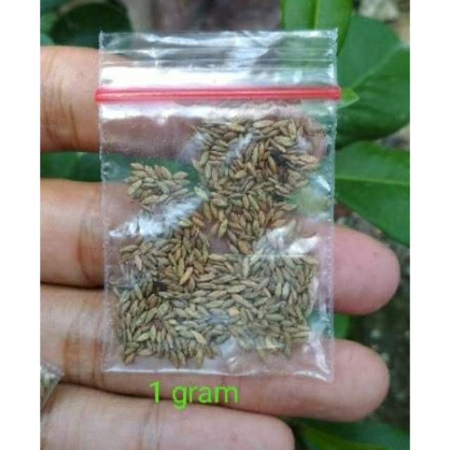 Jual Bibit RUMPUT SUPER Mombaca F1 AGRIMAX ECERAN | Shopee Indonesia