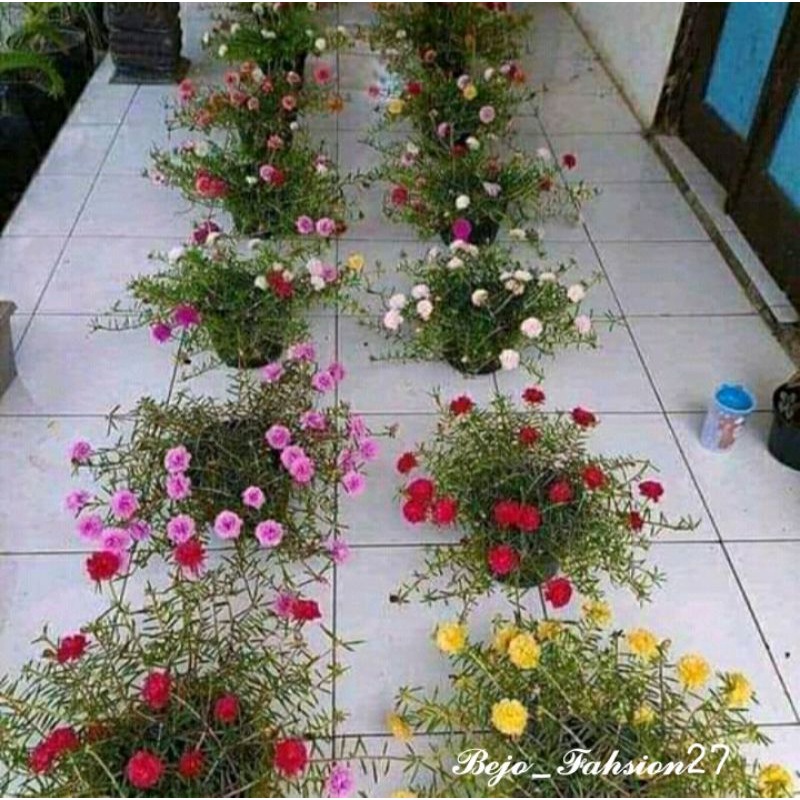 Jual tanaman bunga jam 9 sudah hidup isi6 benih | Shopee Indonesia