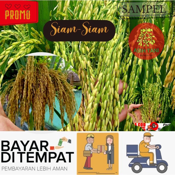 Jual Benih Padi Siam-siam Kemasan Sampel Isi 100 Bulir | Shopee Indonesia