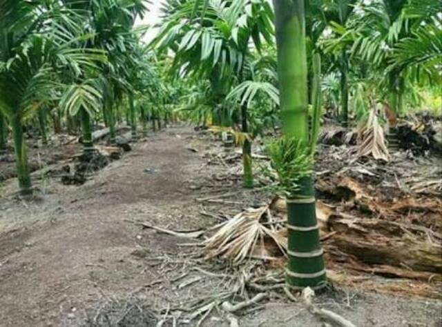 Cara Budidaya Berpangkal pada Cultivation