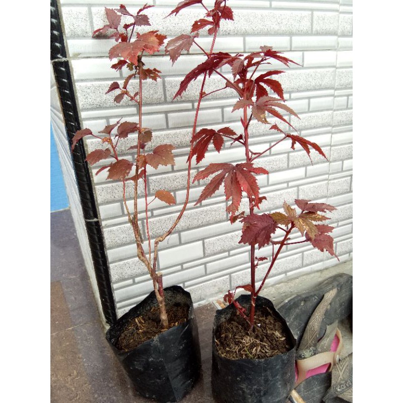 Jual red panama ( 1 paket isi 4 pohon ) | Shopee Indonesia