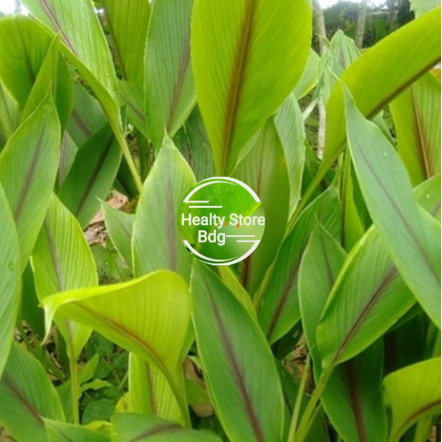 Kunyit Putih Temulawak: Kombinasi Ajaib Warisan Nusantara untuk Kesehatan Optimal Anda