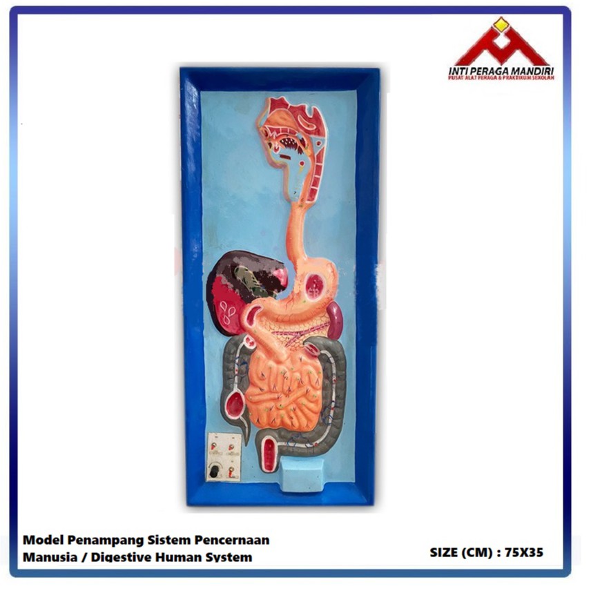 Jual IntiPeragaMandiri- Model Penampang Pencernaan Manusia - Alat