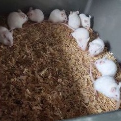 Jual MENCIT MEDIUM BUKAN RAT | Shopee Indonesia