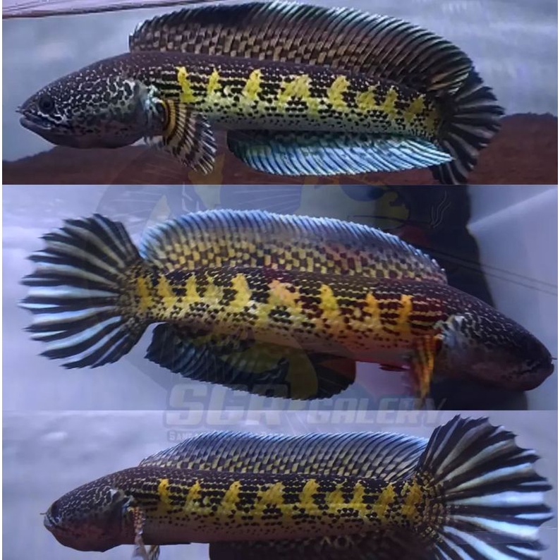 Jual essen auranti maculata grade a 11-20cm | Shopee Indonesia