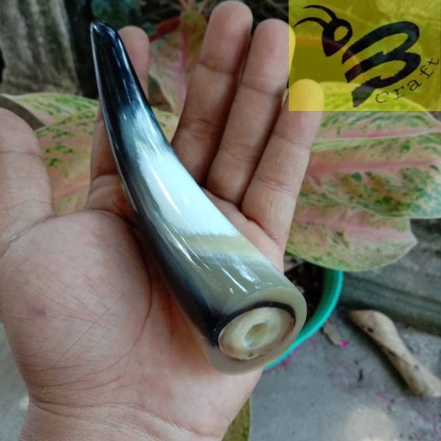 Jual Pipa Once Tanduk Kerbau Shopee Indonesia