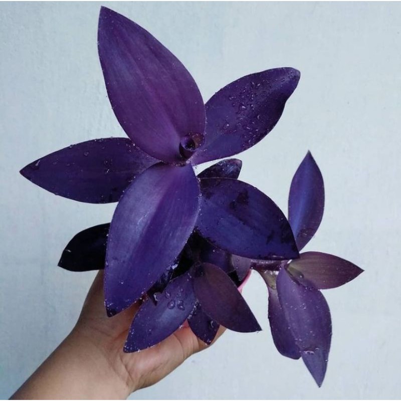 Jual TANAMAN HIAS HADAM HAWA_UNGU | Shopee Indonesia