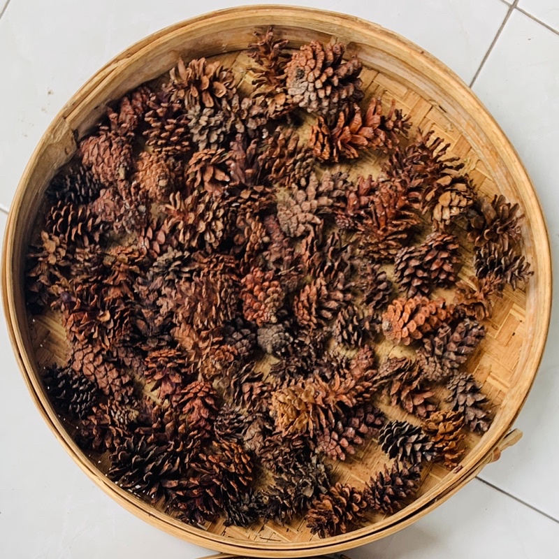 Jual Bunga Pinus Buah Pinus Kering Shopee Indonesia