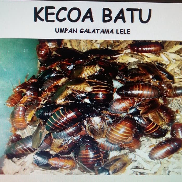 Jual Unik Umpan Mancing Galatama Lele Kecoa Batu Atau Kecoa Tanah