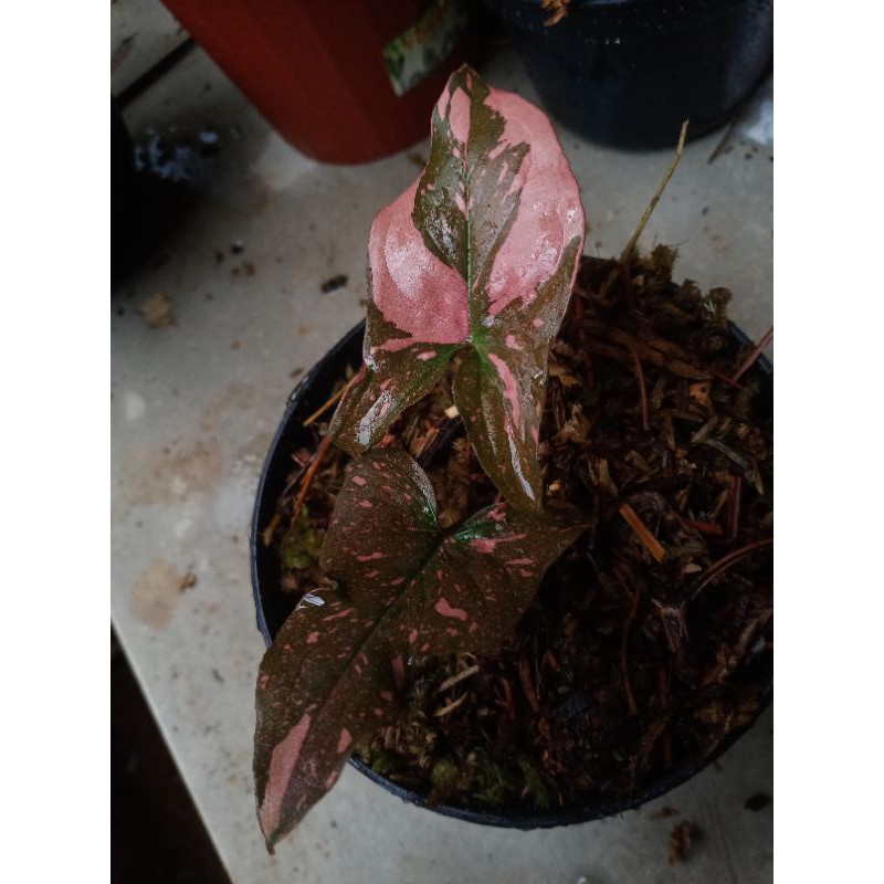Jual syngonium pink splash realpict | Shopee Indonesia