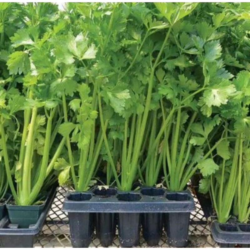 Jual KEBUN.MUKLIS - Bibit Sledri Hidup Premium Siap Tanam | Shopee ...