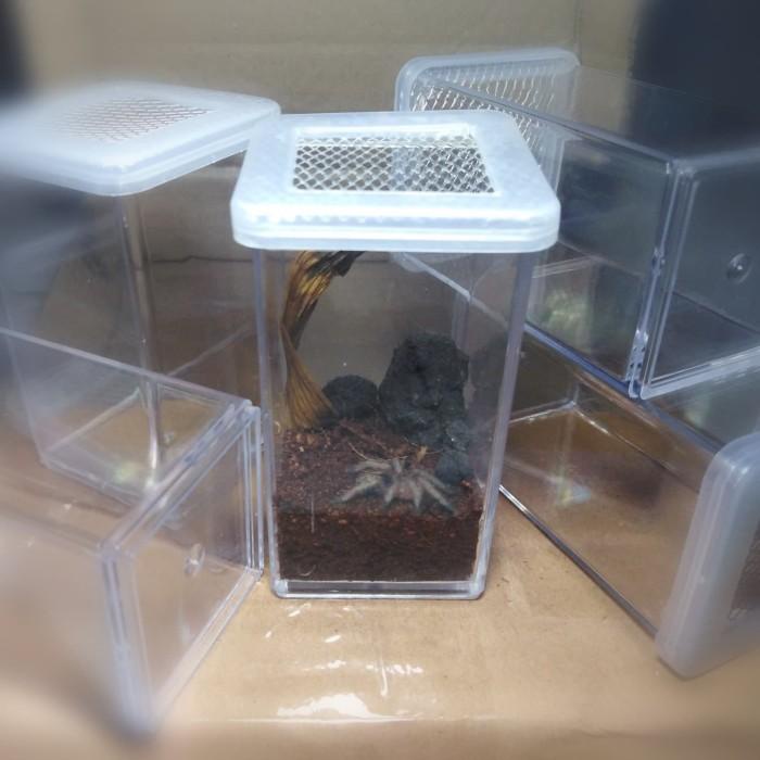 Jual Kandang Display, Tube Enclosure Mini Tarantula, Kalajengking ...