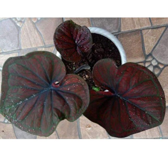 Jual caladium black cooper/H51/ caladium hybried /caladium import ...