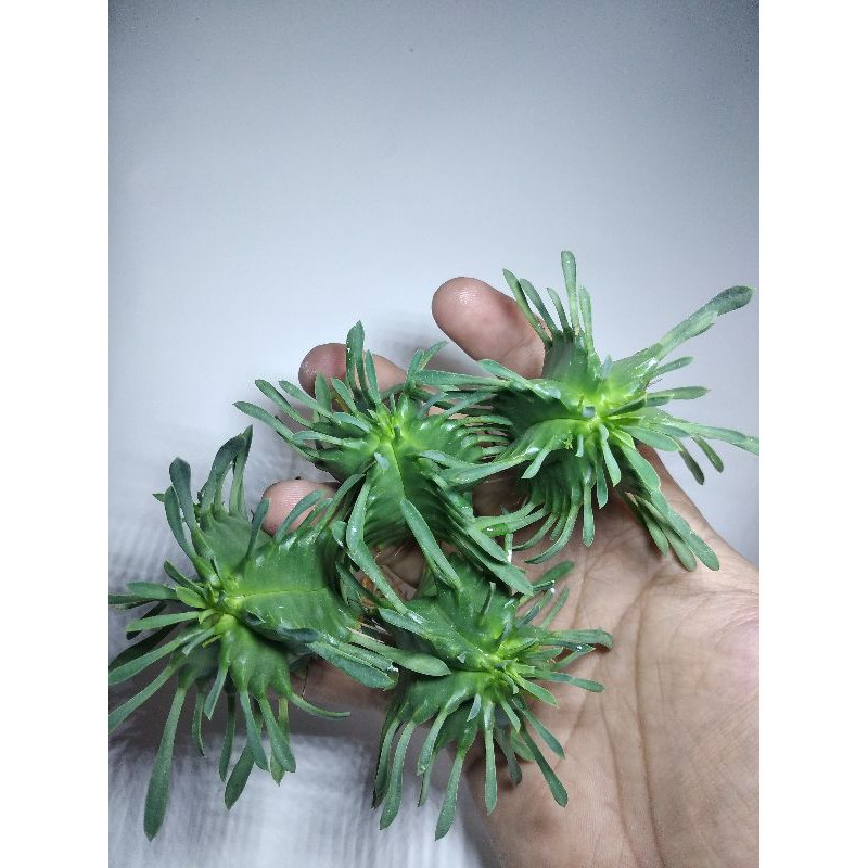 Jual Euphorbia Pulvinata Shopee Indonesia