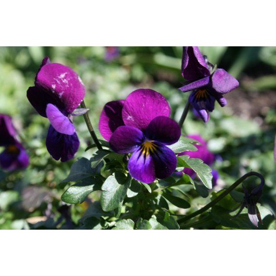 Jual Viola Prince Henry 10 Biji (Benih Biji Bibit Tanaman Bunga ...