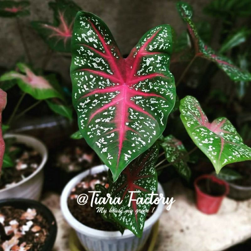 Jual Tanaman Hias Keladi Merah / Red Star Caladium Merah | Shopee Indonesia