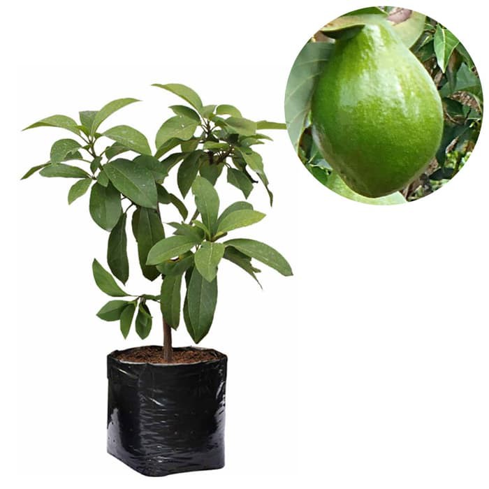 Bibit Buah Alpukat Miki - Tinggi 60cm