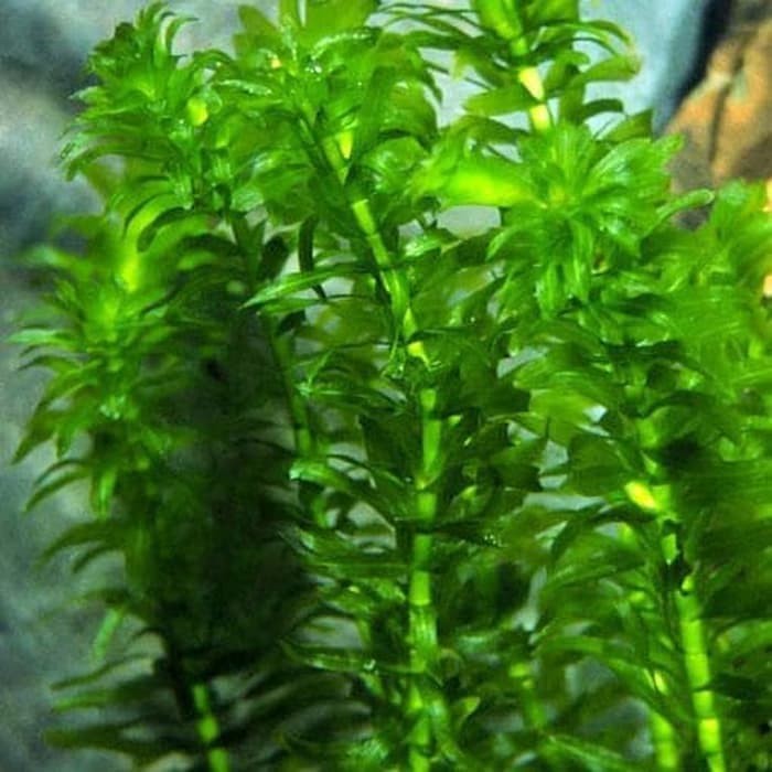 Jual Daun Hydrilla | Shopee Indonesia