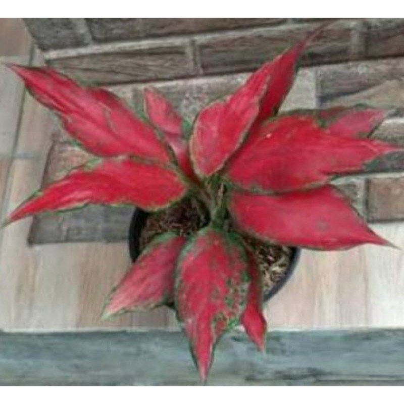 Jual bunga aglonema Red Ruby Garuda | Shopee Indonesia