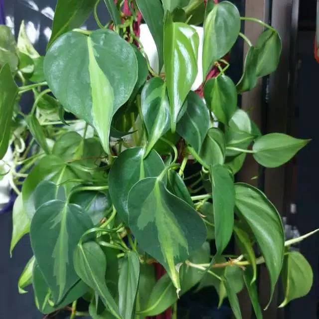 Jual TANAMAN HIAS PHILODENDRON BRAZIL DEVIL'S IVY | Shopee Indonesia