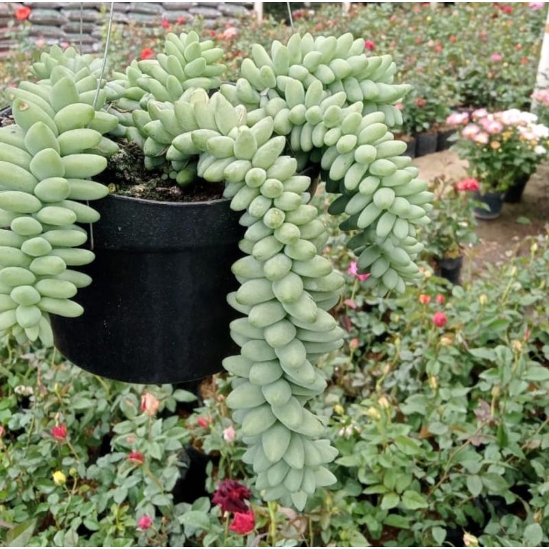 Jual (Rimbunnn) Sukulen Air Mata Ibu Rimbun / Donkey Tail | Shopee ...